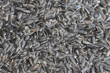 Black Sunflower Seed